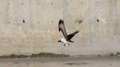 Kastamonu'da Ezine Çayı'nda avlanan balık kartalları görüntülendi