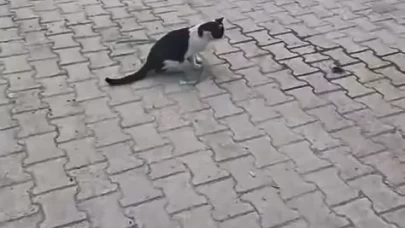 Elazığ’da yakaladığı fareyle oynayan kedi kamerada
