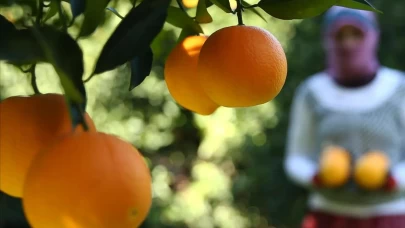 Her gün bir portakal yerseniz bakın vücudunuzda neler oluyor