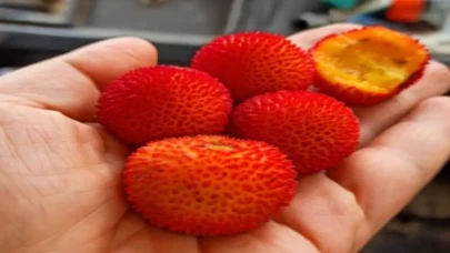 Her gün 5 tane yiyenlerin vücudunda bakın neler oluyor?