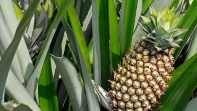 Ananas seçmenin 5 altın kuralı