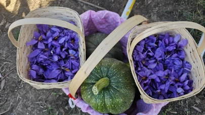 Safran tarlaları mor çiçeklerle renklendi