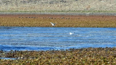 Asboğa Gölü'nde su 60 metre çekildi