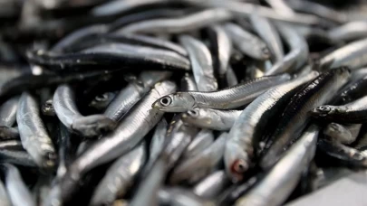 Avrupa’dan hamsiye yoğun ilgi!