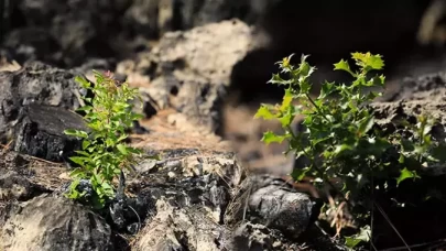 Ormanlar küllerinden doğuyor!