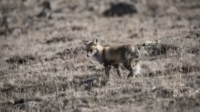 Gören döndü bir daha baktı!