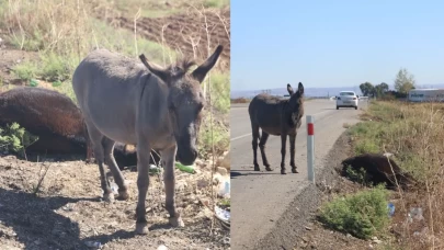 Telef olan eşeğin yavrusunun annesinin başında beklemesi, görenleri gözyaşlarına boğdu