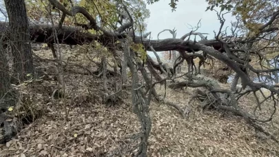 Efsanelerle korunan orman