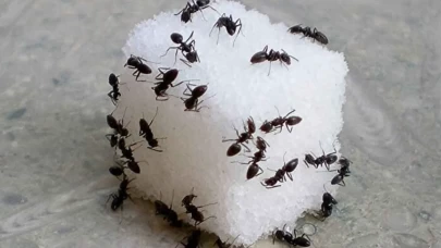 İslami tabirlerde şaşırtıcı detay!