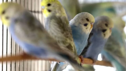 Muhabbet kuşunun tırnakları nasıl kesilir?