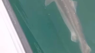 Balıkçıların açıkta ağlarına takılıyordu, kıyılara ve limanlara da geliyor