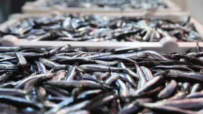 Hamsi bolluğu tezgahlara yansıdı