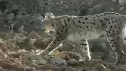 Hakkari Çukurca’da nesli tükenme tehlikesindeki vaşak görüntülendi