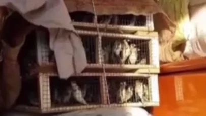 Hatay’da yakalanan 786 saka kuşu doğaya salındı