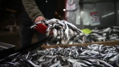 Rize’de hamsi bolluğu: Kilogramı 50 liradan satışta