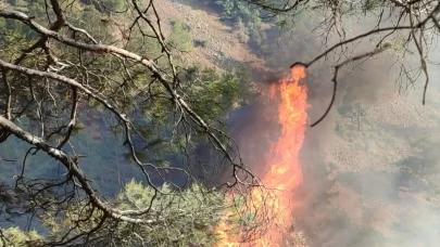 Hatay'da çıkan orman yangını kontrol altına alındı