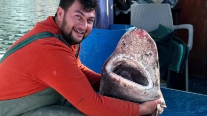 Yalova'da balıkçılar 4 metrelik köpek balığı yakaladı