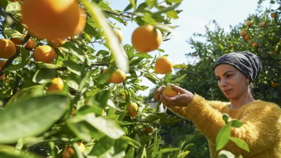 İzmir’de mandalina üreticisinin yüzü bu yıl güldü: Rekolte 165 bin tonu bulacak