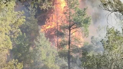 Hatay'da orman yangını!