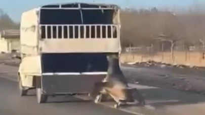 Batman’da vicdansızlık! Kamyonetin arkasına bağlanan at kilometrelerce sürüklendi