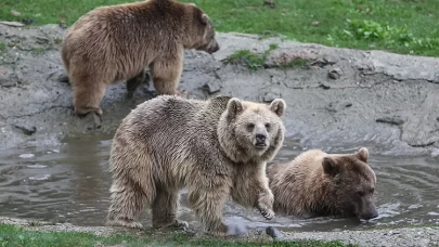 Japonya’da Ayı Alarmı