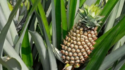Lifsiz, tatlı, yumuşak! İşte herkesin peşine düştüğü ananas