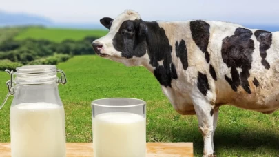 Toplanan inek sütü miktarı yüzde 1,7 azaldı