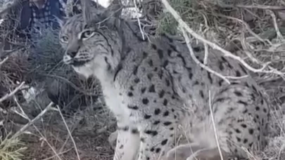 Van'da vaşak görüntülendi