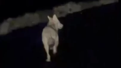 Mardin'de kara yolunda koşan kurt kamerada