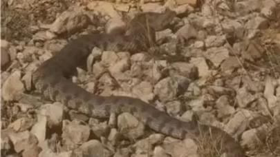 Dev engerek yılanı görüntülendi