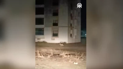 Kars’ta şehir merkezine inen kurtlar kamerada! Vatandaşlar panik yaşadı