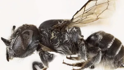 Şeytan boynuzuyla dikkatleri üzerineçekti...