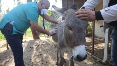 Ölen annesinin başında beklediği görüntülerle herkesi duygulandıran sıpa yeni yuvasında!