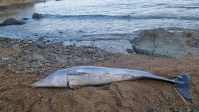 Gelibolu sahilinde ölü yunus sahile vurdu