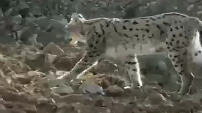 Hakkari'de vaşak görüntülendi