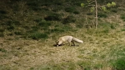 Bitlis sokaklarında tilkiler görüntülendi