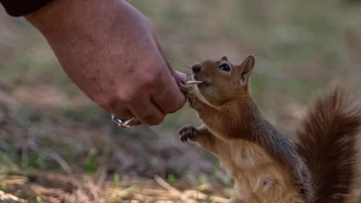 Seğmenler Parkı'nın sevimli sakinleri