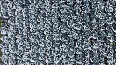 Bafra Ovası'nda kırmızı lahana hasadı başladı