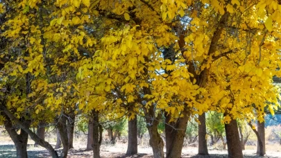 Gölcük Tabiat Parkı’nda sonbahar renk cümbüşü büyülüyor