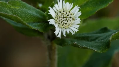 Bhringraj yağının bilinmeyen etkileri