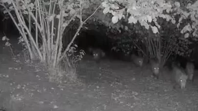 Düzce’de ayı ve domuz sürüsünün bahçe ziyareti kamerada