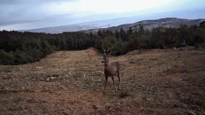Doğanın sessiz tanıkları kamerada! Ganos Dağı’nda yaban hayatı görüntülendi