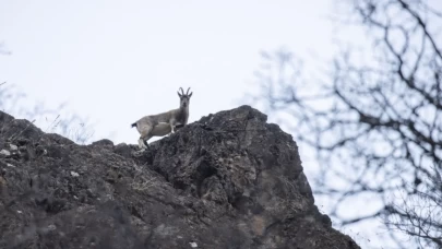 Tunceli'de kar sonrası yaban keçileri vadiye indi
