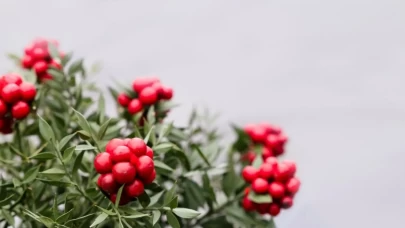 300 liralık kokina çiçeğiyle yeni yıl bereketinizi katlayın!