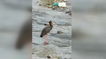 Türkiye'de nadir görülen kuş: Kara Leylek