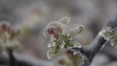 Üreticilere 221 milyon liralık zirai don desteği bugün hesaplarda