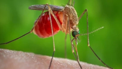 Küba'da sivrisinek kaynaklı salgın nedeniyle 33 kişi hayatını kaybetti