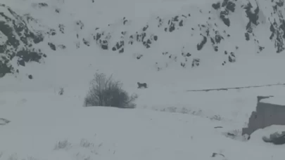 Kar yağışı vaşakları köye çekti! O anlar görüntülendi