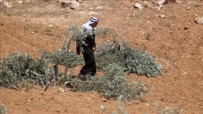 Katil İsrail, işgal altındaki Batı Şeria'da bir haftada 1608 zeytin ağacını kökünden söktü