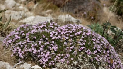 Çoban yelesinin etkisi uzmanları bile şaşırttı